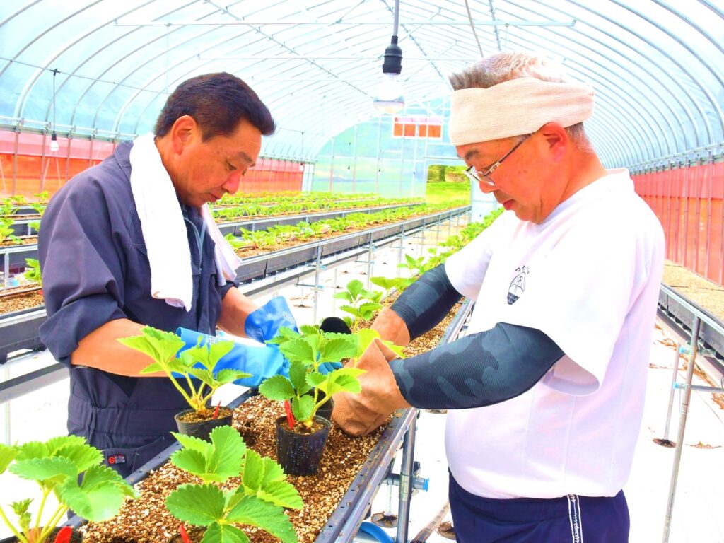 夏イチゴ栽培新規就農支援技術指導コンサルティング