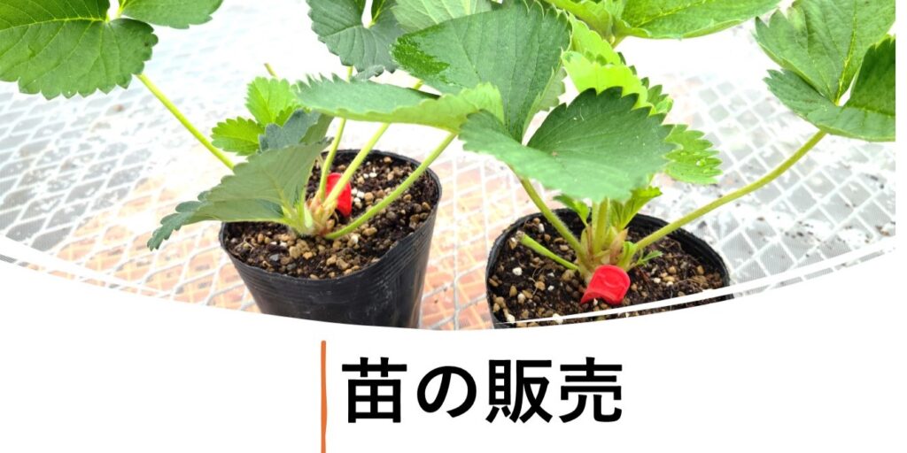 夏イチゴ苗四季成りイチゴ苗販売なつあかり夏のしずく