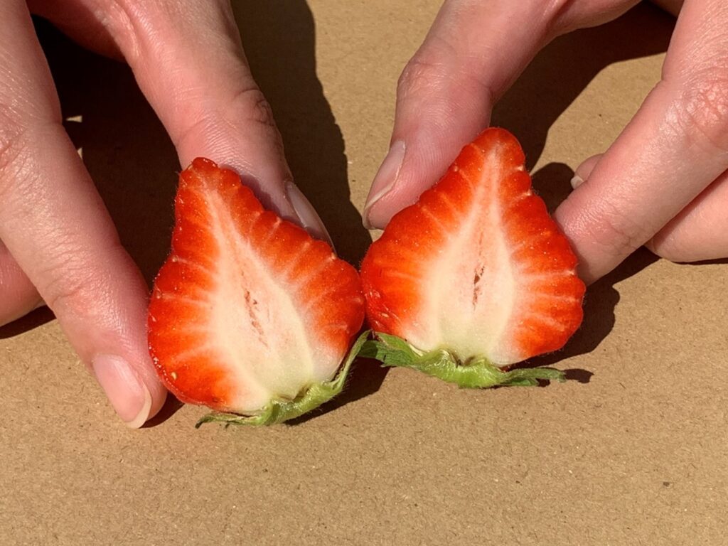 夏イチゴとは四季成りイチゴ