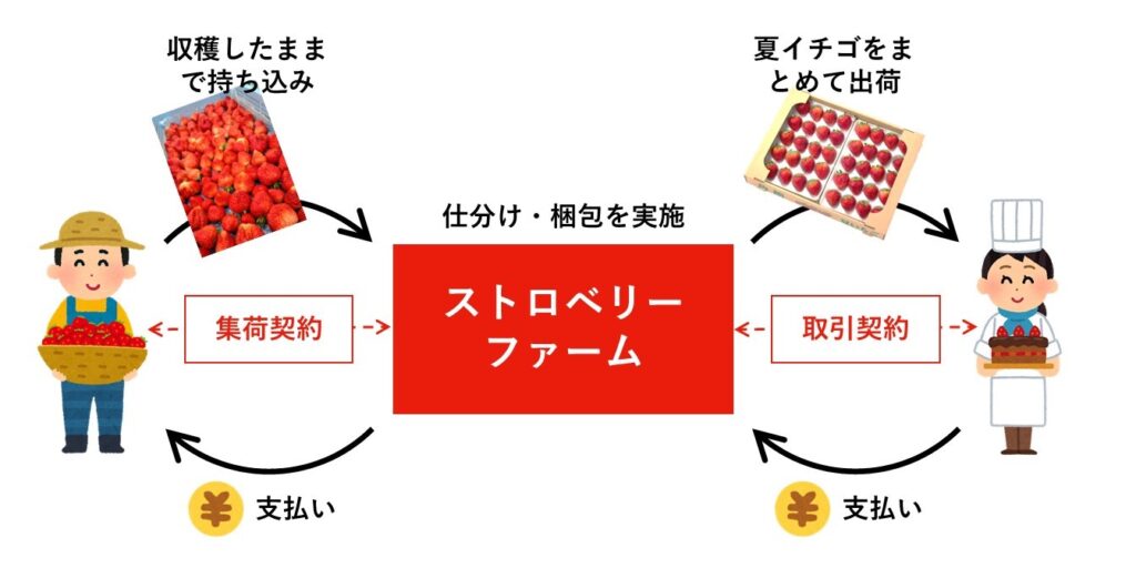 夏イチゴ就農技術指導買取販売支援産地創出