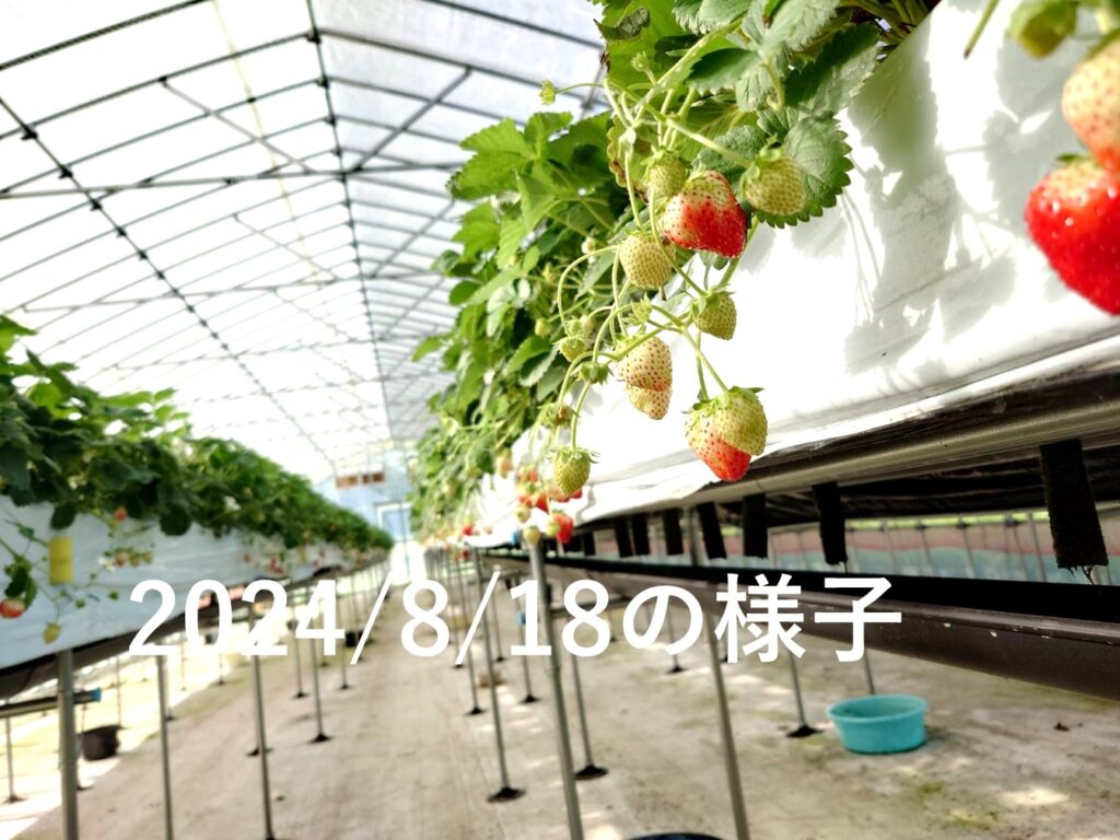 仙北市夏イチゴ栽培状況