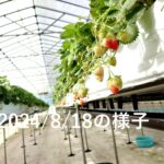 仙北市夏イチゴ栽培状況