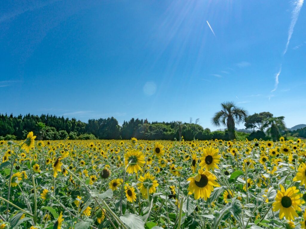 夏イチゴのおいしさの秘密